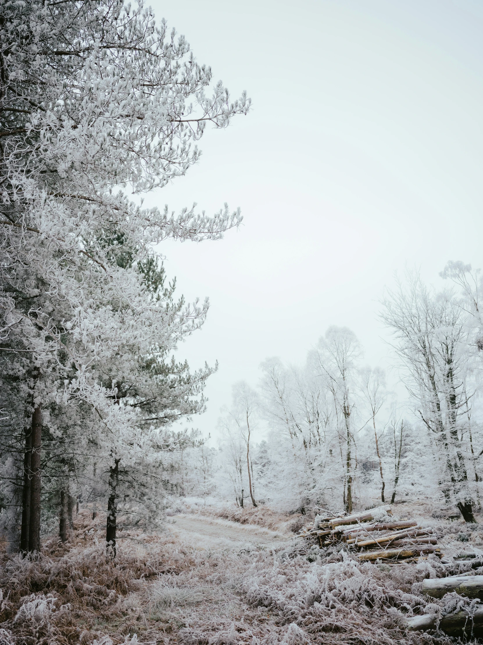 the fog in a forest is getting quite heavy