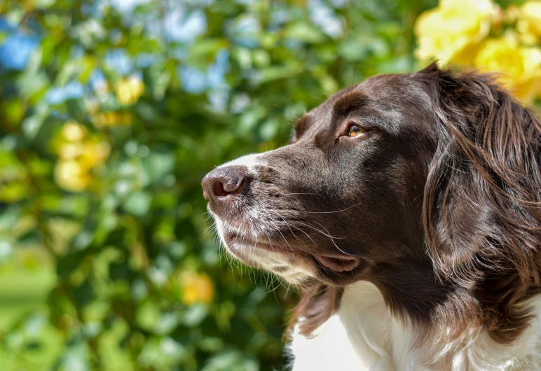 a brown and white dog looking out over the shrubbery