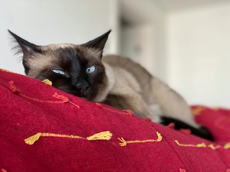 a cat sitting on a red pillow looking back