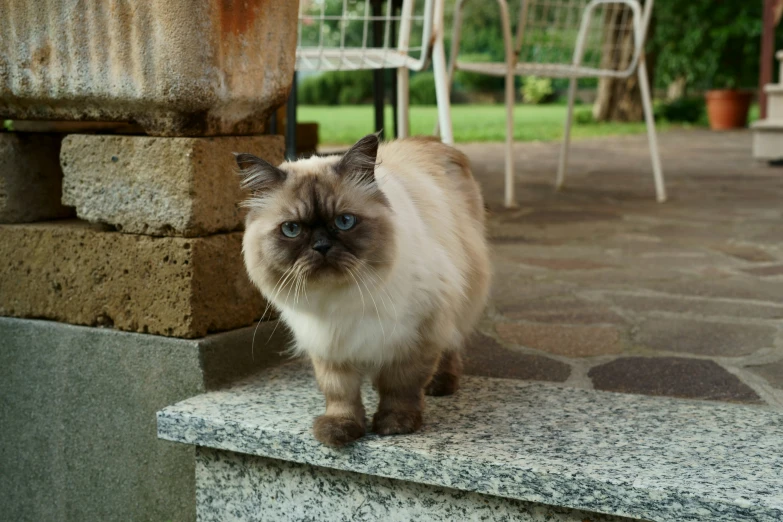 a cat is standing on a cement surface