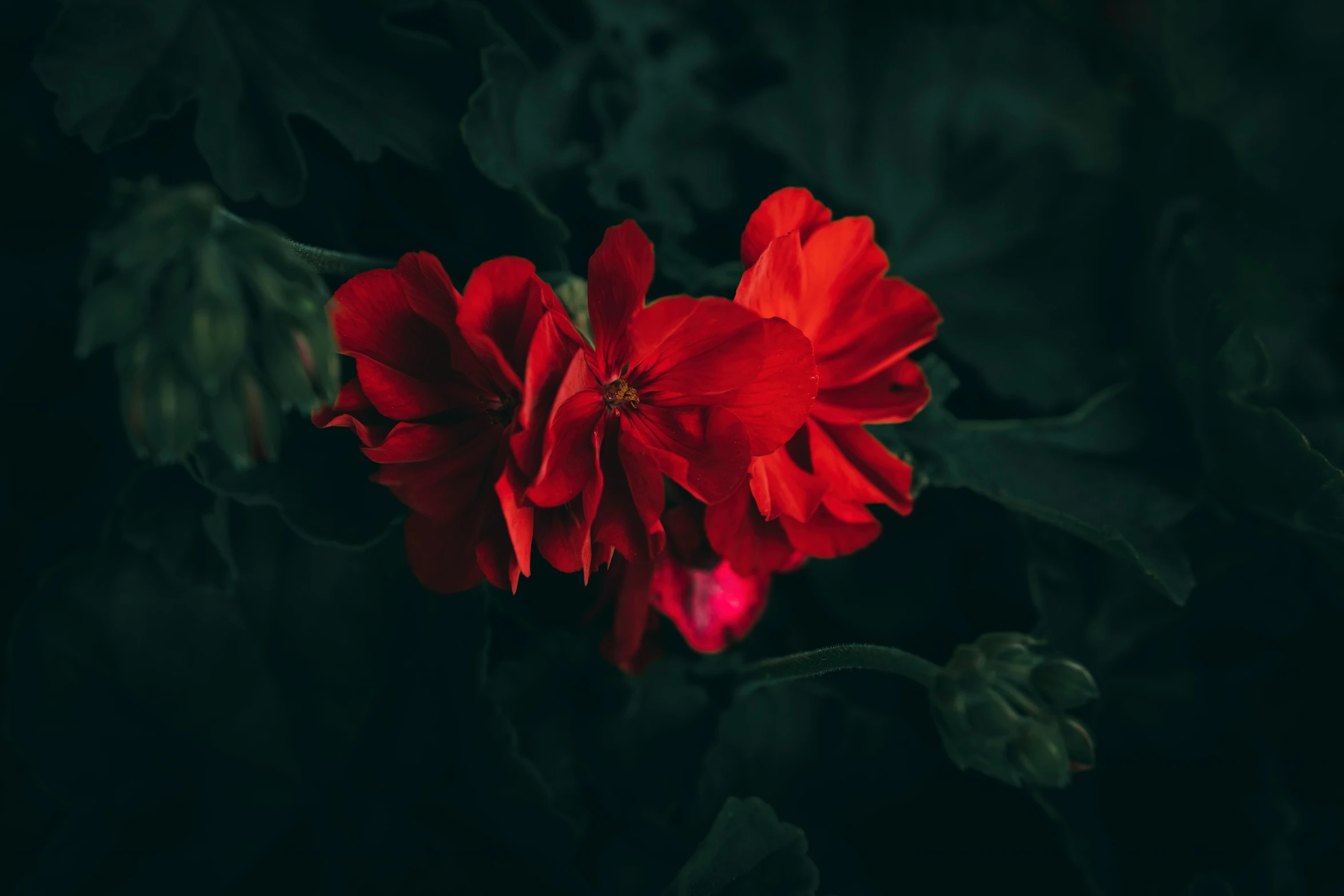 a red flower with green leaves and stems