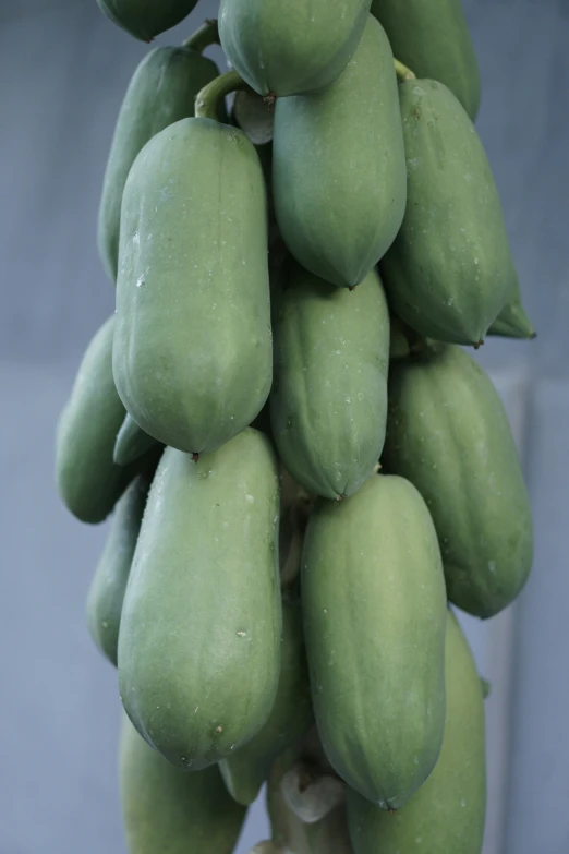 some green fruits on a tree outdoors