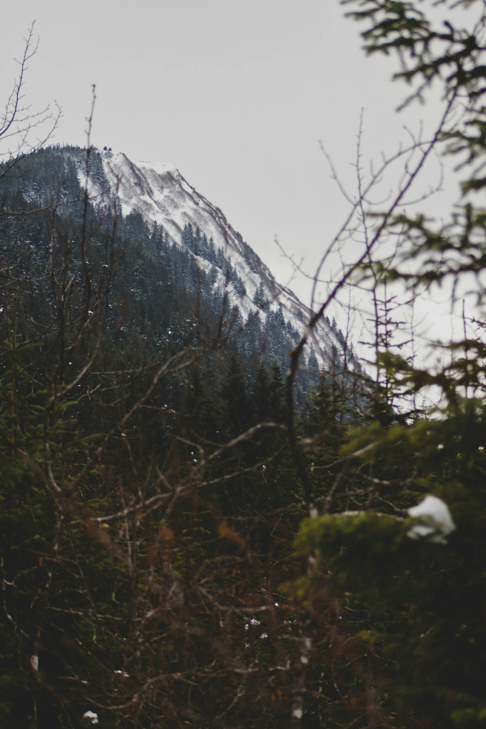 mountains covered in snow are seen with trees