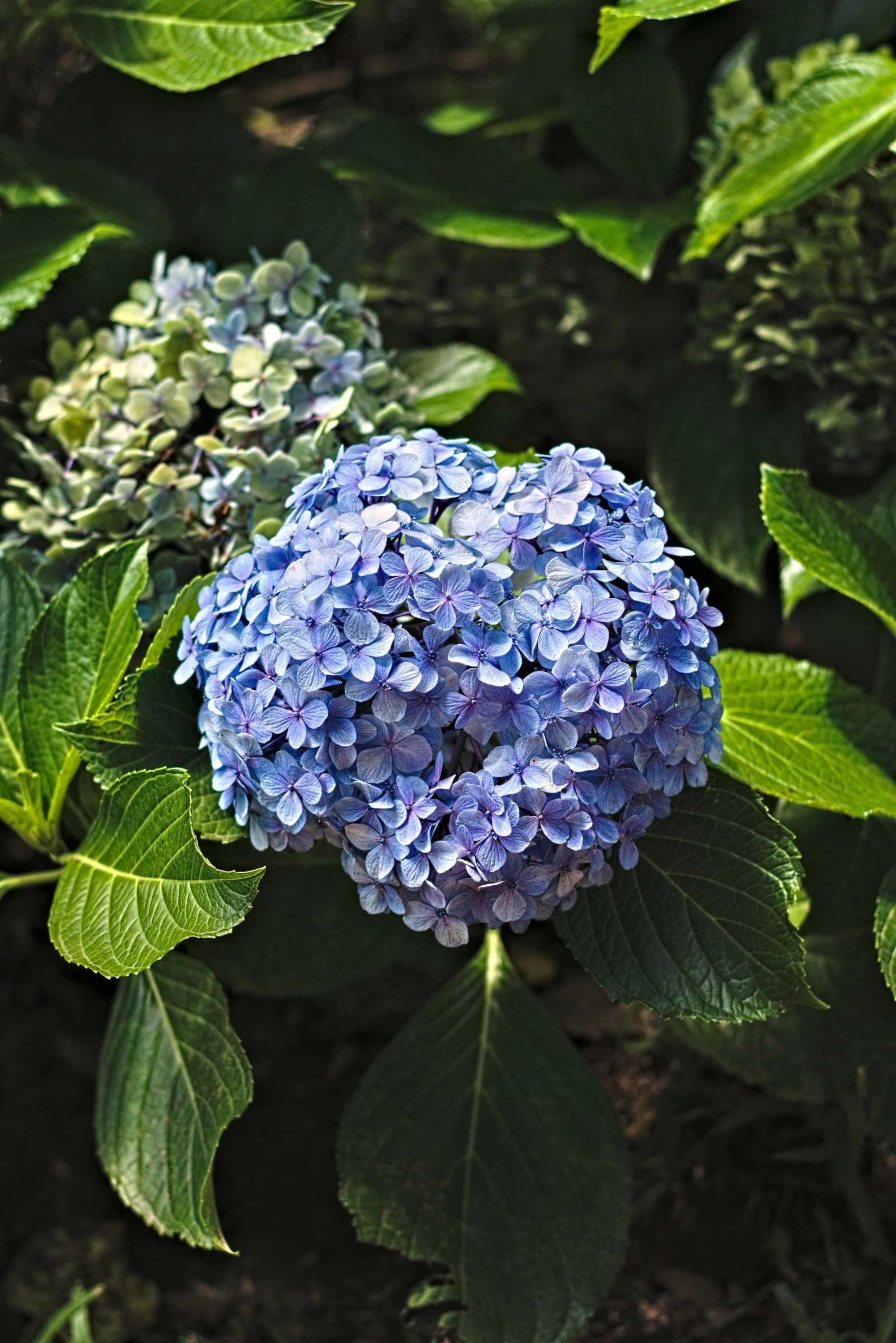 there are blue and green flowers in the bushes