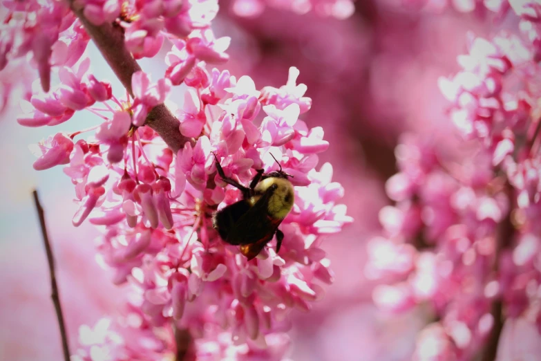 there is a bum that is on the purple flowers