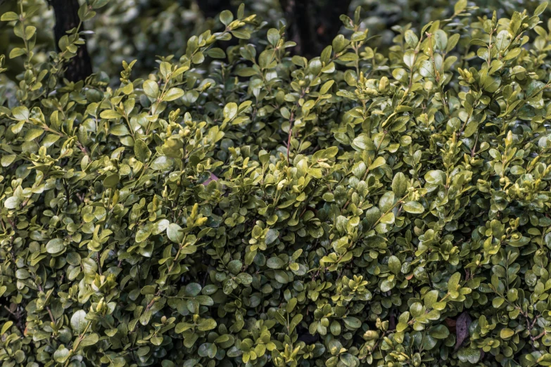 a bush with leaves that are in the grass