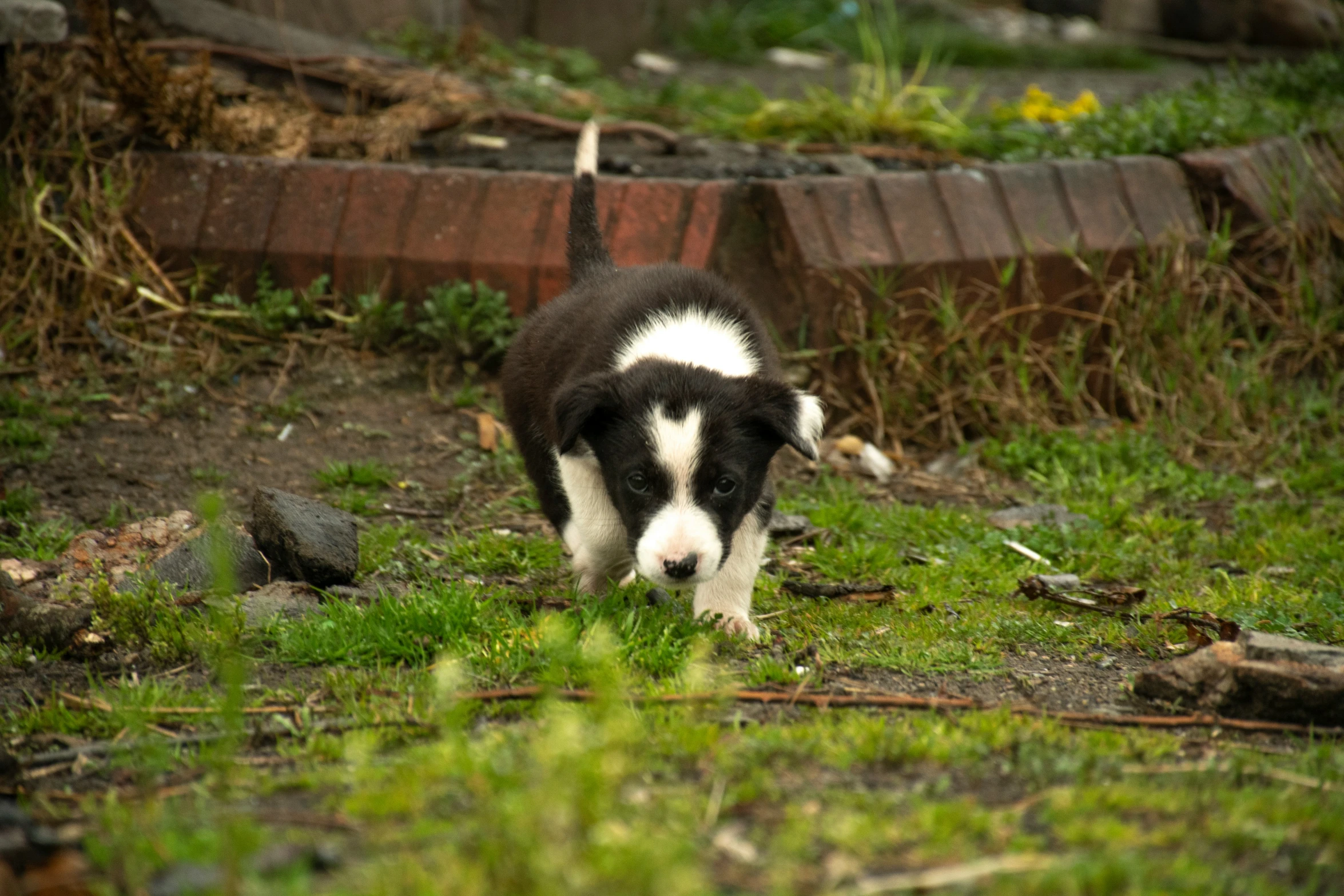 a small dog walking across a field next to a pile of logs