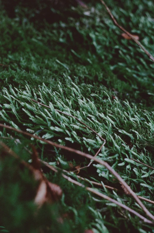 a piece of soing sitting in the middle of grass