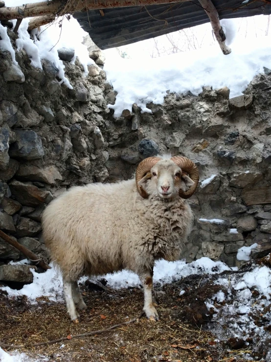 a ram standing next to a rocky wall in the snow