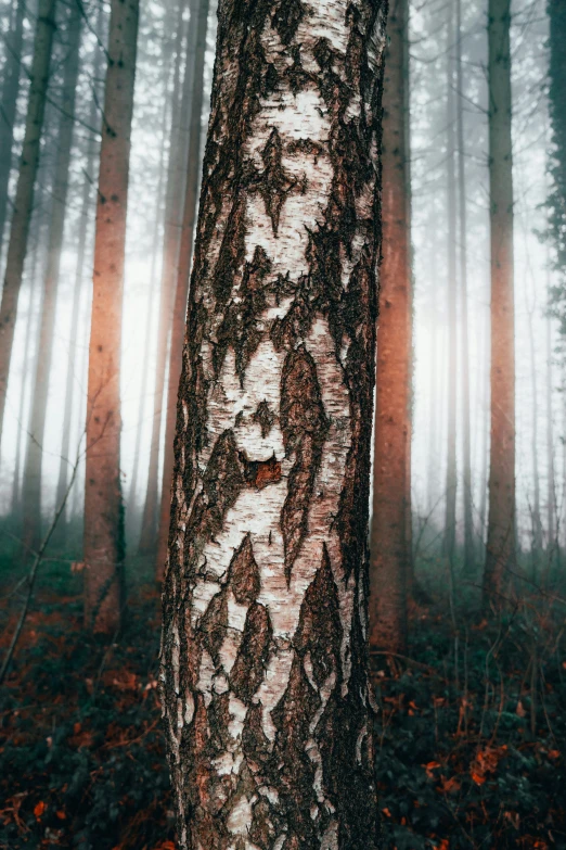 a tree with ivy growing on the bark