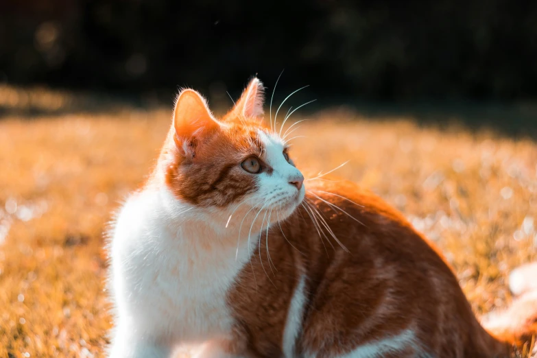 a cat sitting on top of a dry grass field