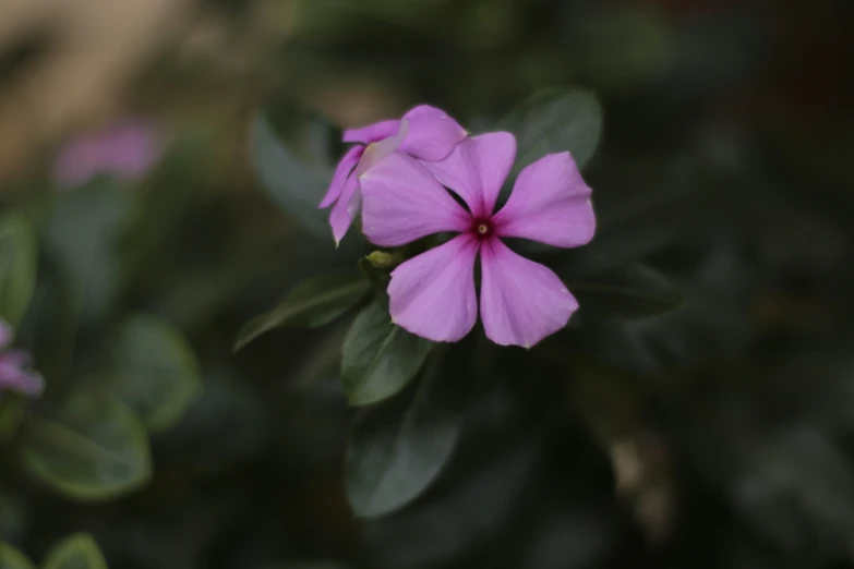 a small pink flower sitting in the middle of a lush green bush