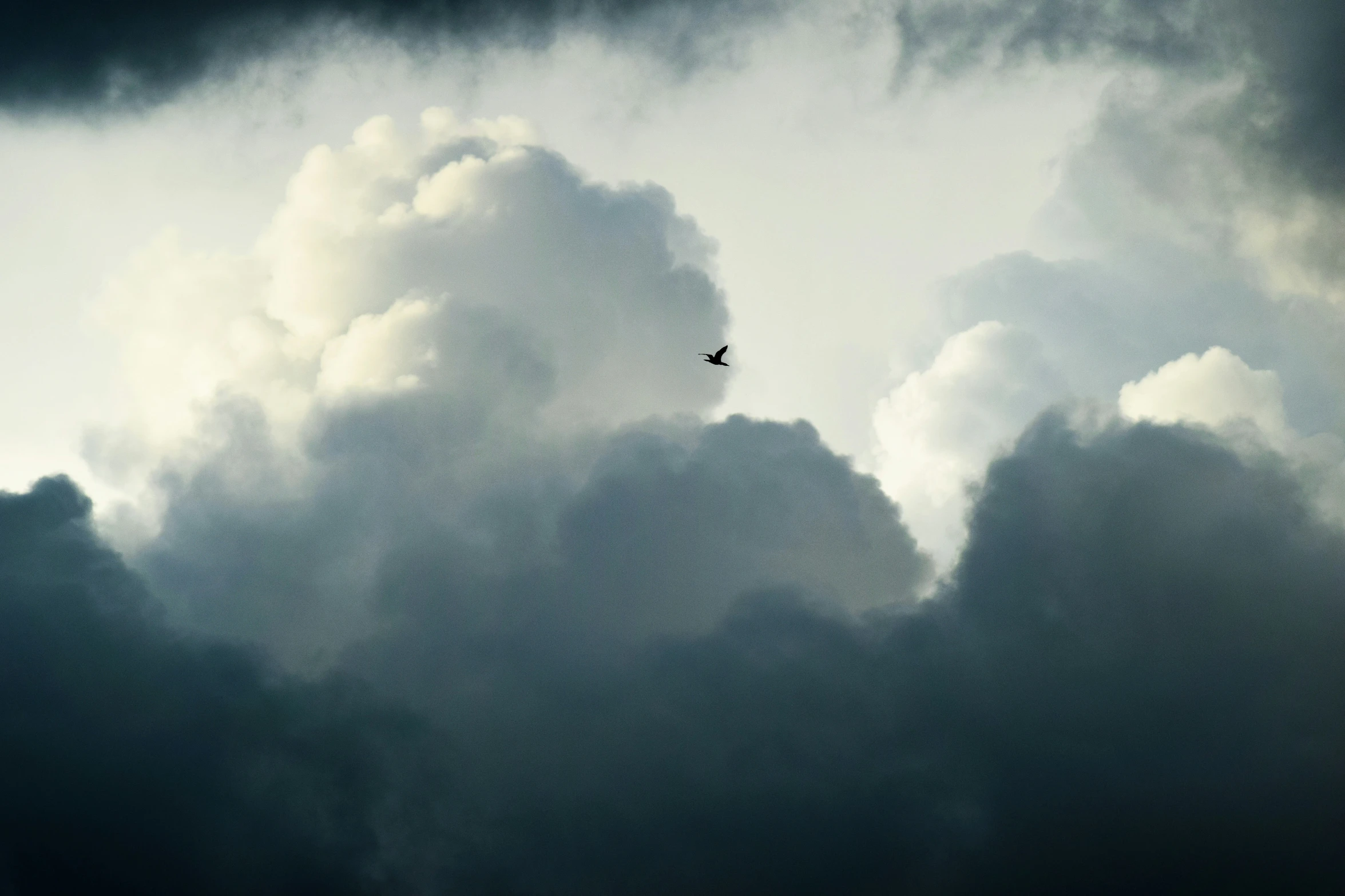 the bird is flying through the cloudy sky