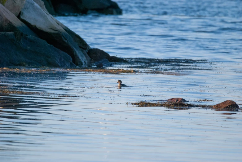 a lone bird is swimming in the ocean