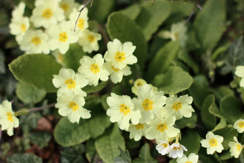 small yellow and white flowers near some green leaves