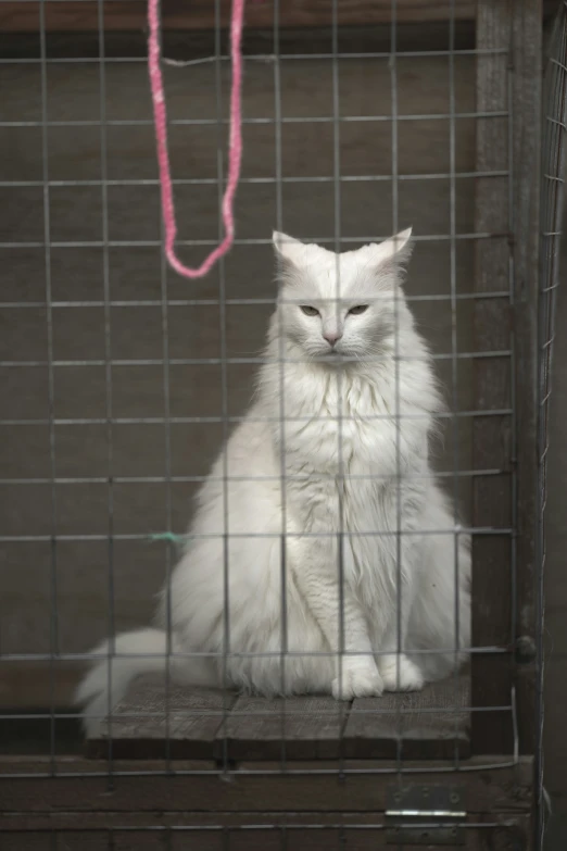 a white cat sitting on a wooden box inside