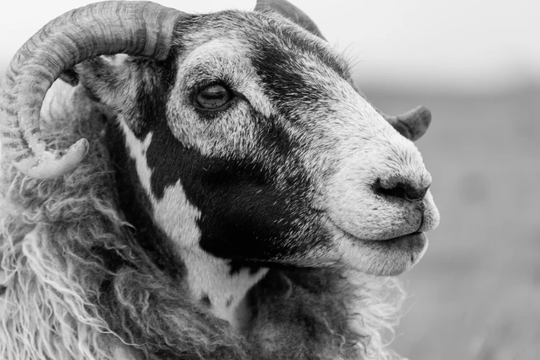 a close up of a goat with long horns