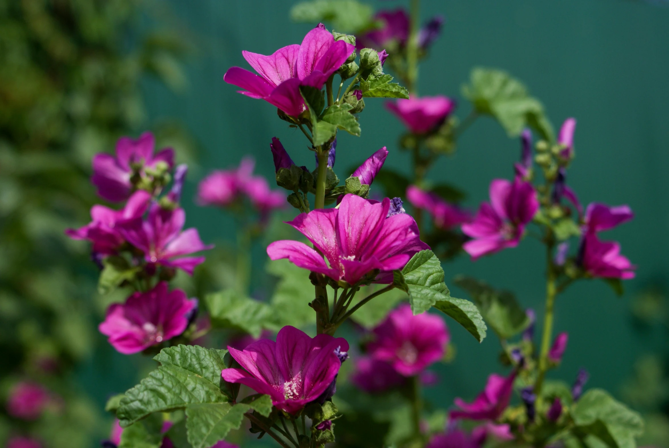 some flowers are blooming outside with green leaves