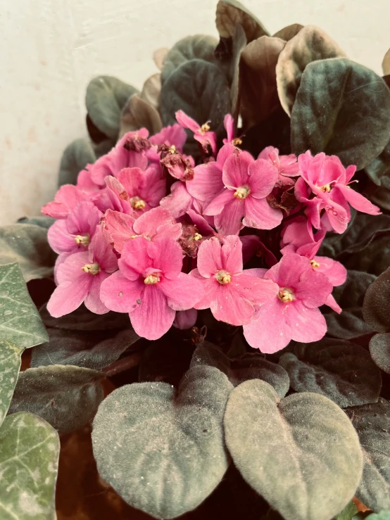 some pretty pink flowers next to green leaves