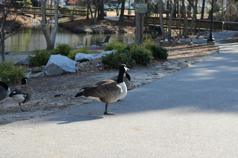 a couple of geese that are standing in the street