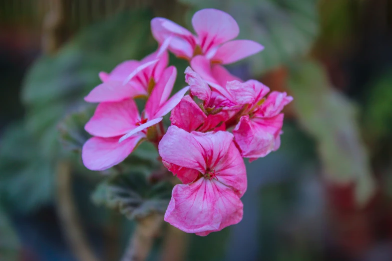 a pink flower blooming from top right to bottom