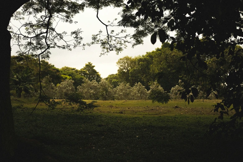 a field in front of a tree with grass and dirt on the ground