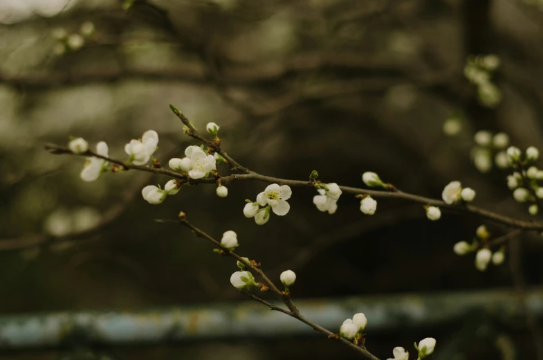 a nch that has some white flowers on it