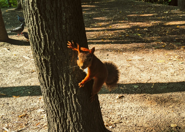 the squirrel is sitting on the tree trunk