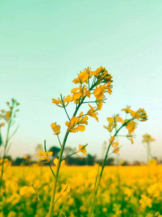 several yellow flowers that are blooming in the field