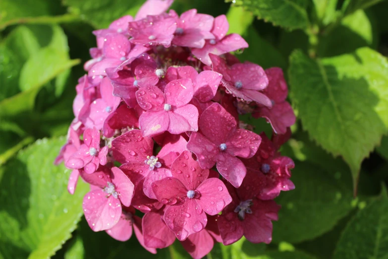 a flower with green leaves around it