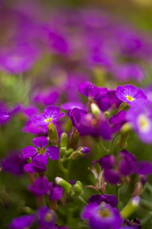 purple flowers are blooming close to the ground