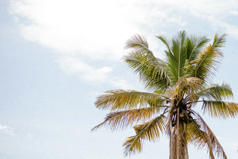 a green palm tree against a bright blue sky