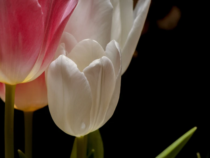 two pink and white flowers are close together