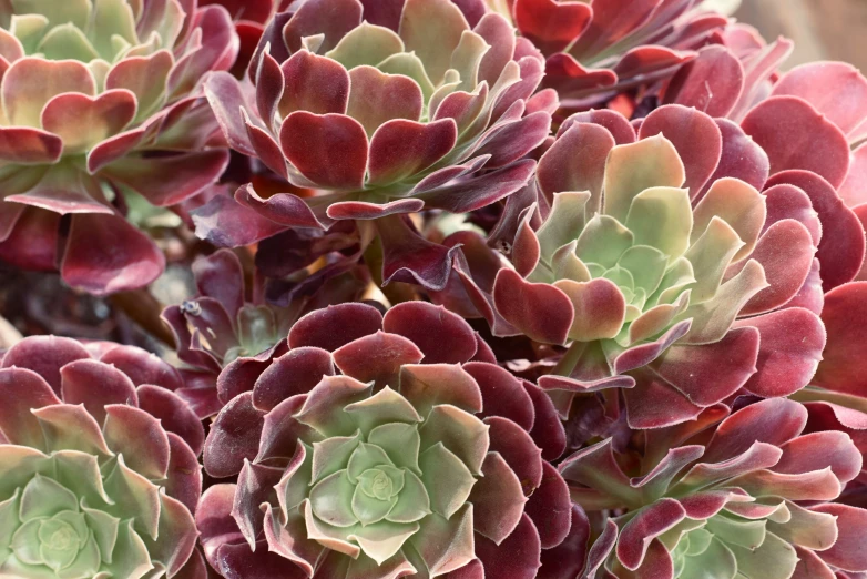 a close up view of a small plant that has several different colors