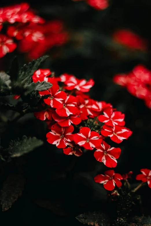 a bunch of red flowers sitting on top of green leaves