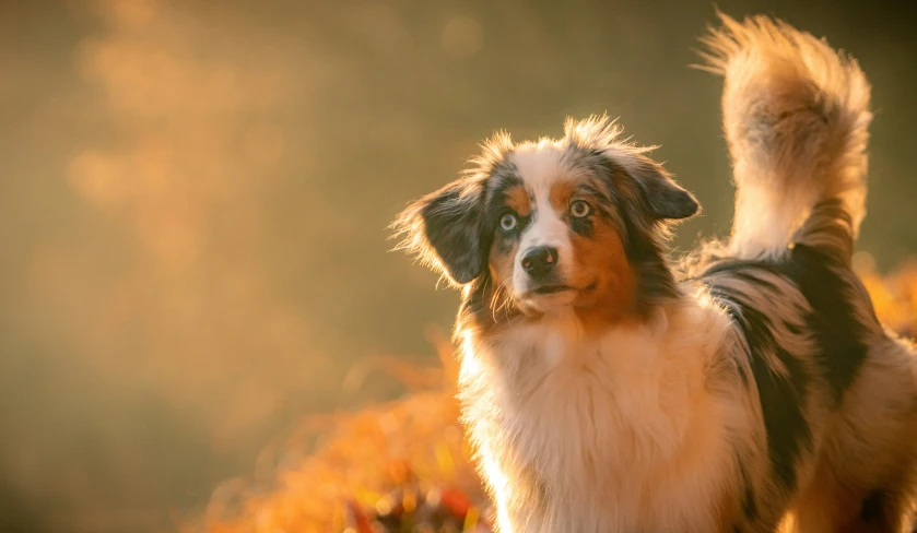 the small dog is standing next to colorful flowers