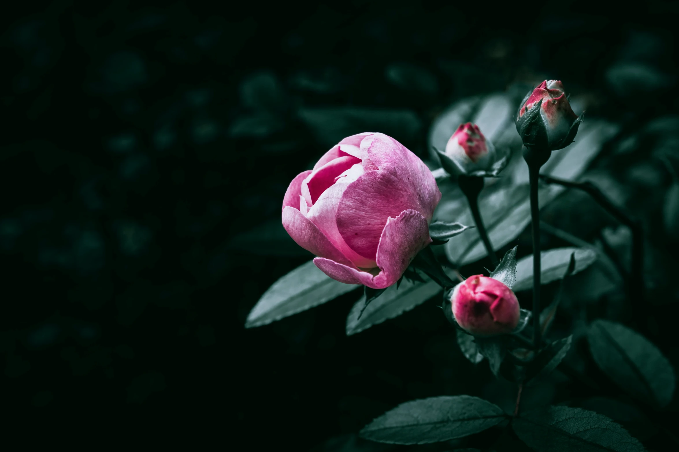 a beautiful pink rose with two buds growing out of it