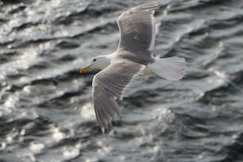 a close up of a bird flying over water