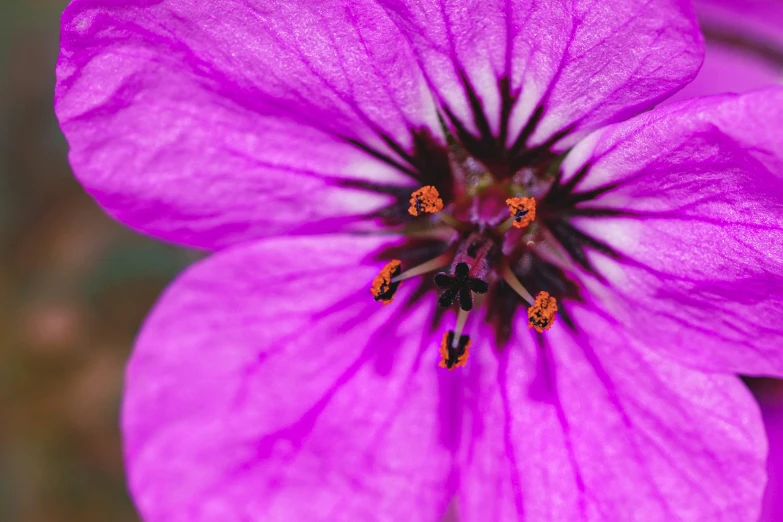 closeup view of pink flower with several little black stamens