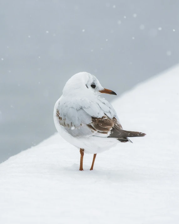 a bird stands on the snow in a snowy area