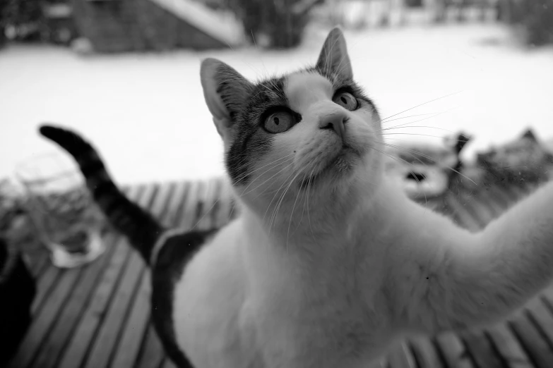 a black and white cat standing on a wood table