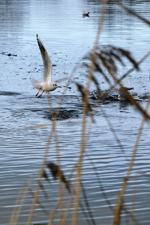 a seagull flying over the water by a body of water