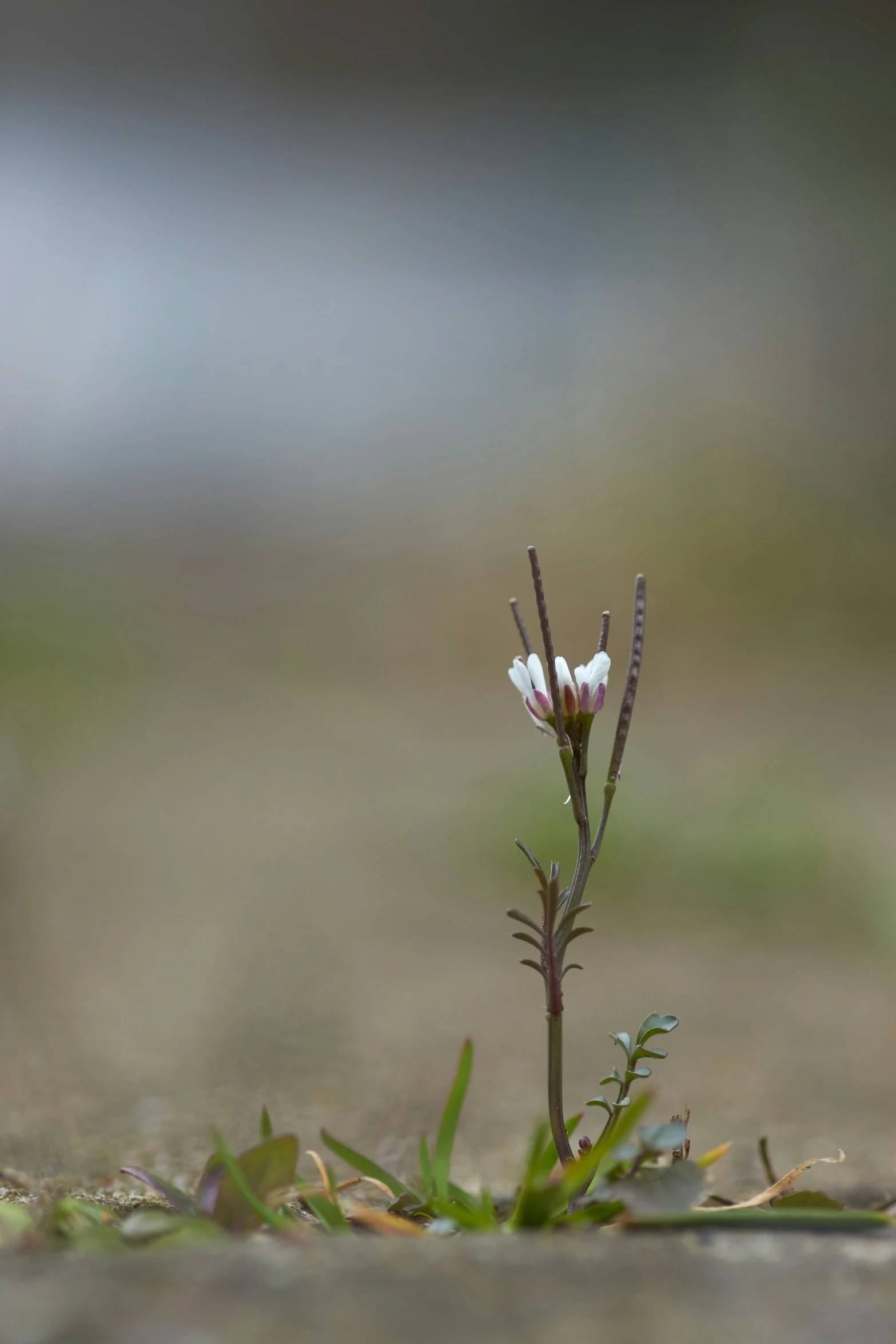 small flower with tiny buds on the ground