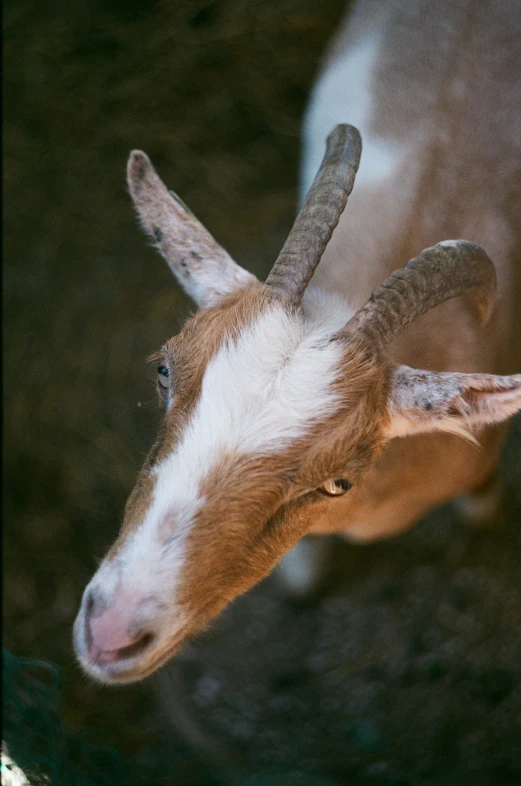 a goat with long horns standing on dirt ground