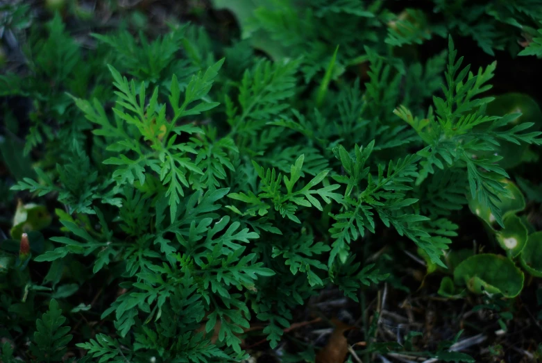 small plants with leaves in the background are shown