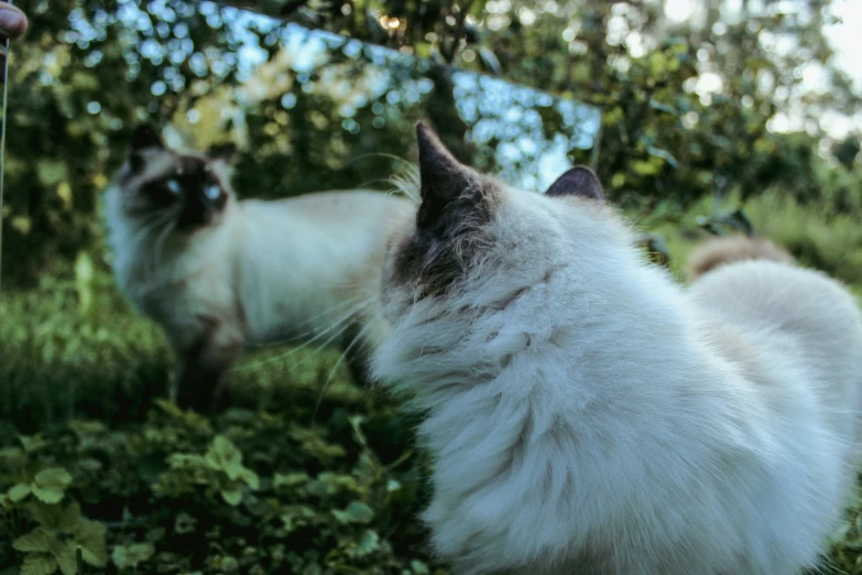 a fluffy white cat sitting in front of trees