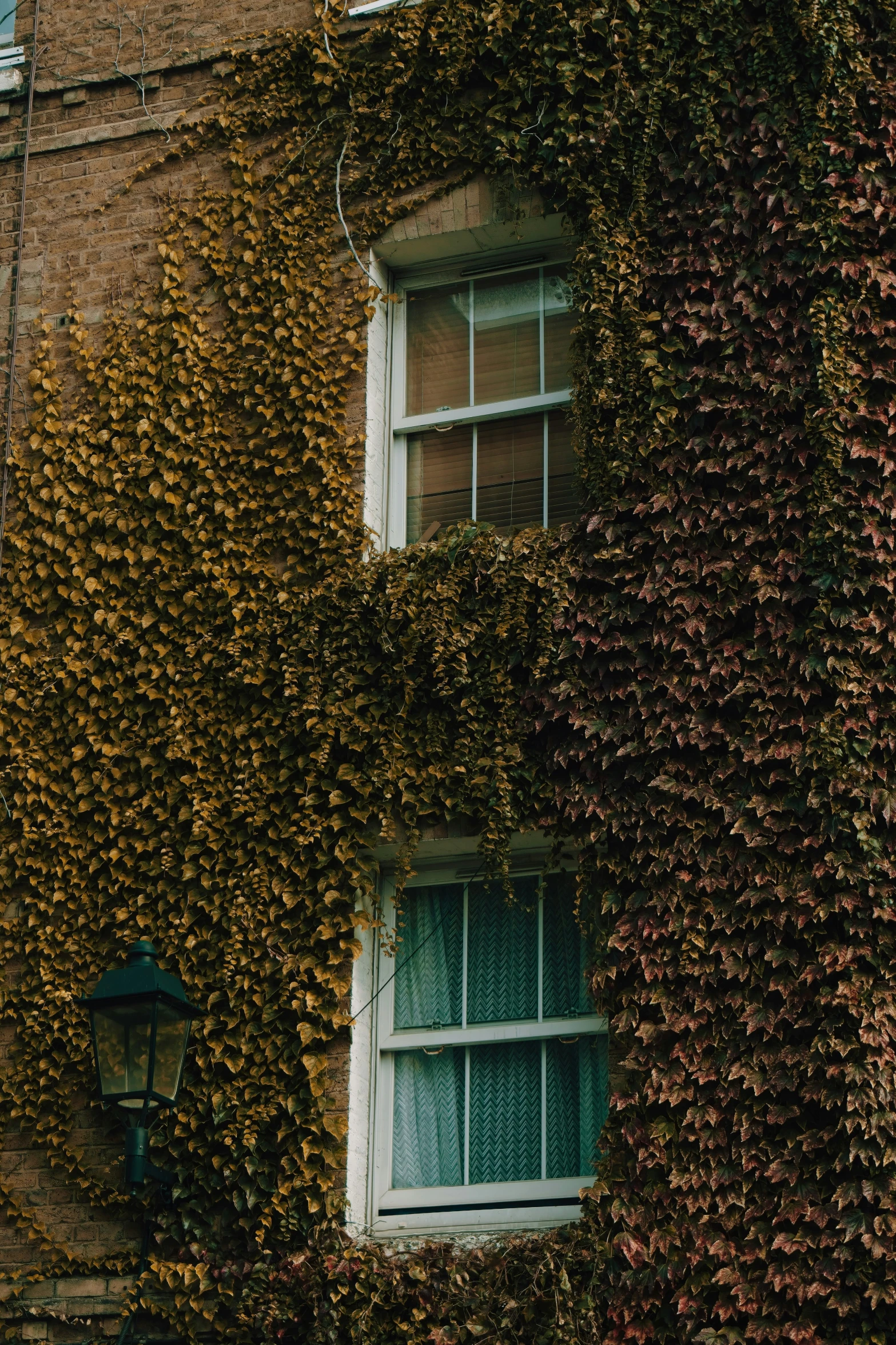 large green ivy covering a building with two white windows