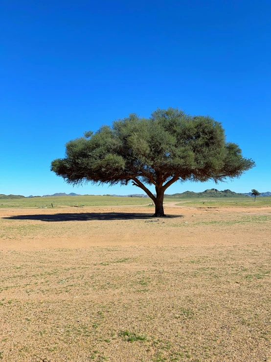 tree with blue sky on desert with no leaves