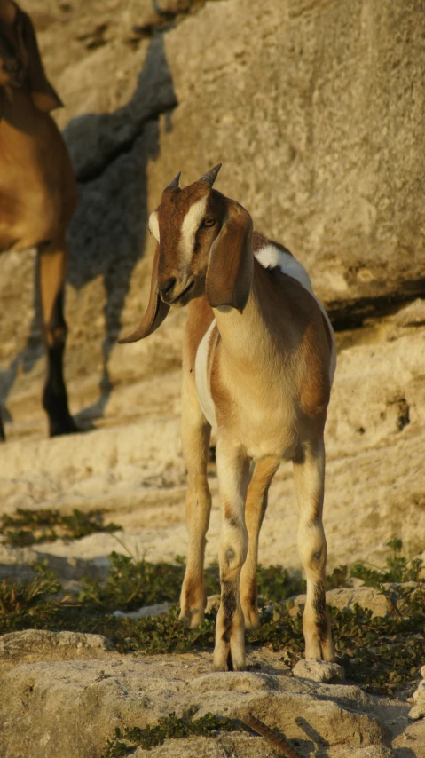 a brown and white goat stands on a rocky mountain