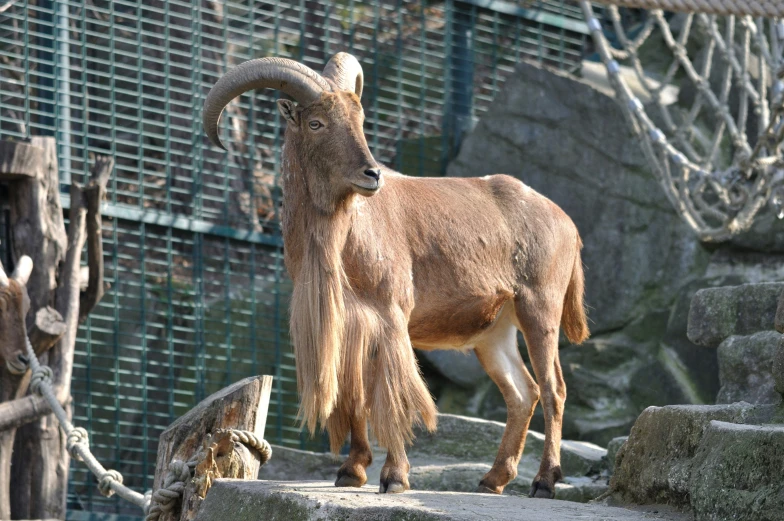 an animal with long hair walking on some rocks